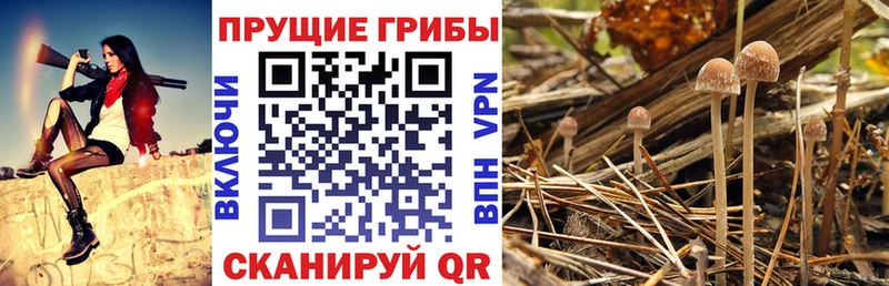 Псилоцибиновые грибы Psilocybe Белоярский